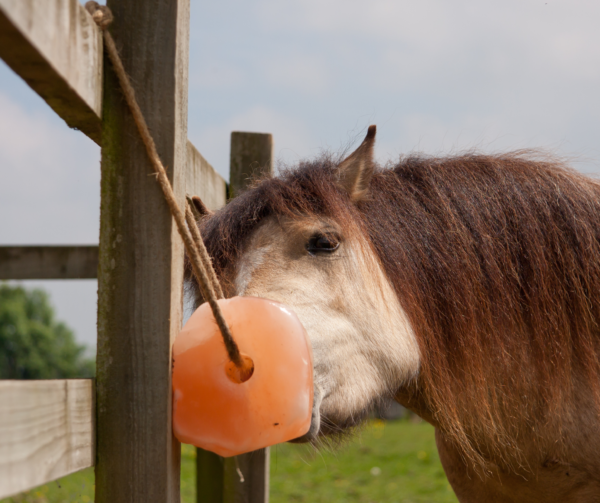 Animal Lick Salt